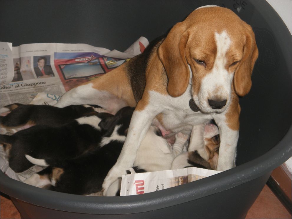 cuccioli amelie-36